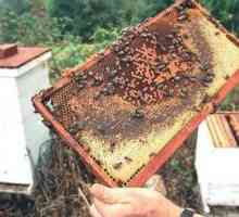 Yaroslavl pčelar: izvrsno iskustvo pčelara