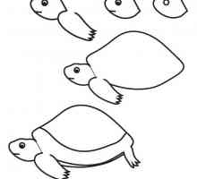 Kako crtati kornjaču: korak-po-korak upute za početnike
