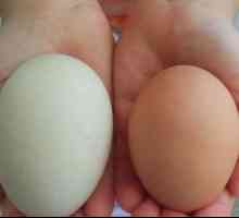 Kako razlikovati sirovo jaje od kuhane. Nekoliko tajni