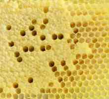 Kako pčele stvaraju stan i što je saće?
