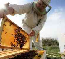 Kako napraviti pčelinji rep: korak-po-korak upute