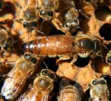 Kako napraviti pčelinji rep: savjeti za početnike pčelara