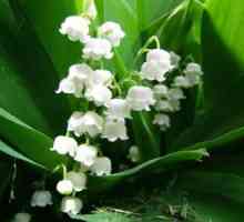 Lily of the Valley (tinktura): primjena, upute