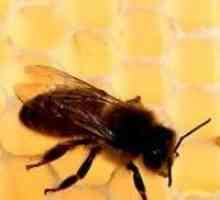 Jesen hranjenje pčela: brzo, učinkovito, upravo na vrijeme