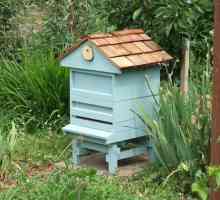 Pčelarstvo u regiji Lenjingrada: značajke
