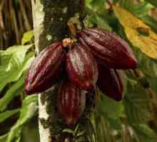 Korisna svojstva kakao. Koliko grama u žlici?