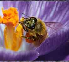 Koliko dugo živi pčela i zašto ovisi duljina svog života?