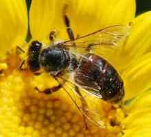 Koliko pčela živi u prirodi