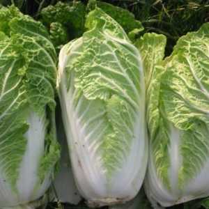 Pekarska salata s kobasicama: izvrsni recepti